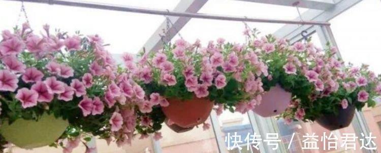 甲醛|4种花养家里,空气1级棒,吸甲醛、杀病菌,旺财又旺运!
