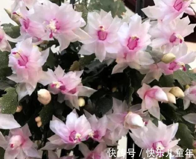 蟹爪兰开花期间叶片干瘪发蔫,花苞打不开,是什么原因造成的