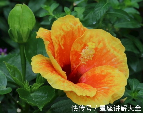 大涨|8月下旬，吉星照耀，4属相桃花朵朵，财运大涨，生活幸福甜蜜