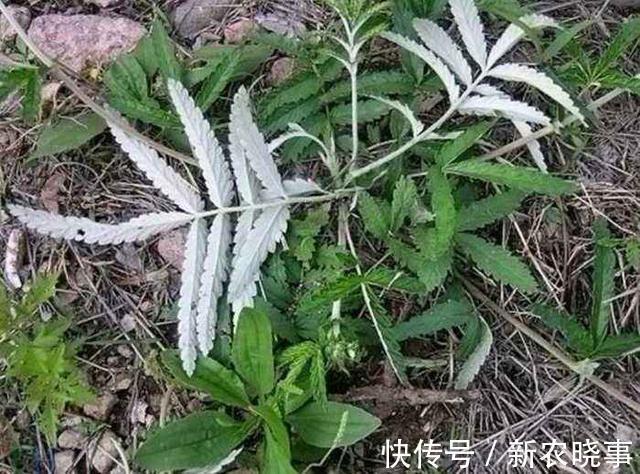 鸡腿|长在农村的“野草”，长得像“鸡腿”，生命力顽强，炒着吃味道好