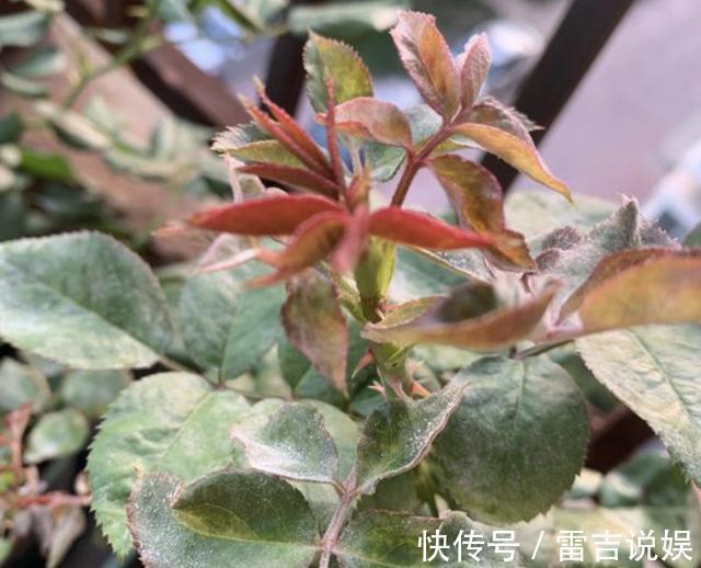 月季花朵变小记得将“3步”做好,20天后花朵“拳头大”,漂亮