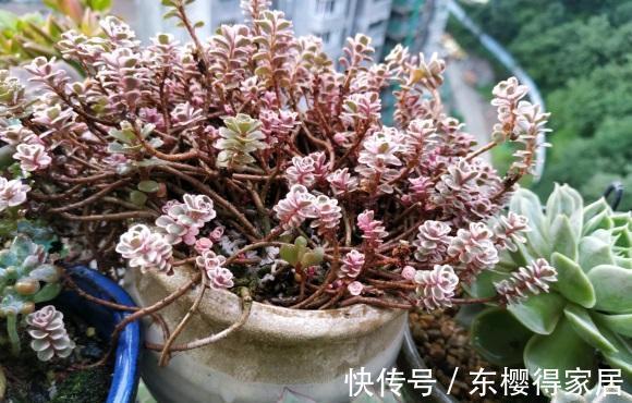 院子|持续高温，院子里的多肉叶子都扁瘪了，一场雨水，恢复生长