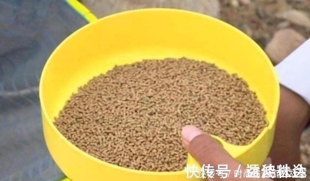 鲫鱼|鲤鱼钓了三十年,至今才公开这饵料,一般人还真不晓得,莫泄露