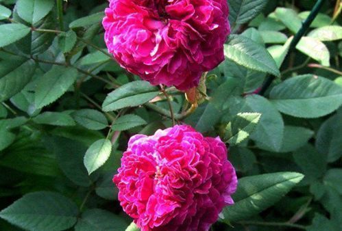 “珍品玫瑰”紫玉玫瑰,花开妖娆,赏心悦目,你值得拥有