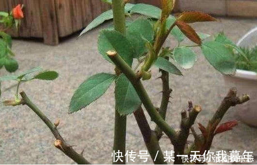 花朵|月季有个“生长开关”，长出“这种”枝条别乱剪，2周花朵爆满技