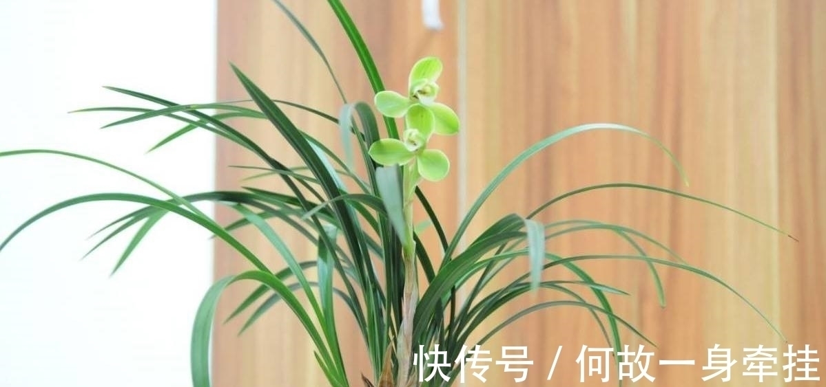 春兰老八种之首“宋梅”,花开梅瓣型,兰香醇正,是梅瓣兰之代表