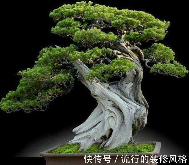 树桩盆景促老催古的方法与技巧，教你制作出一盆漂亮的树桩盆景