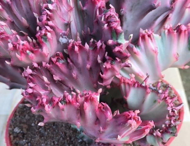 家庭养植玉麒麟需要注意的一些问题