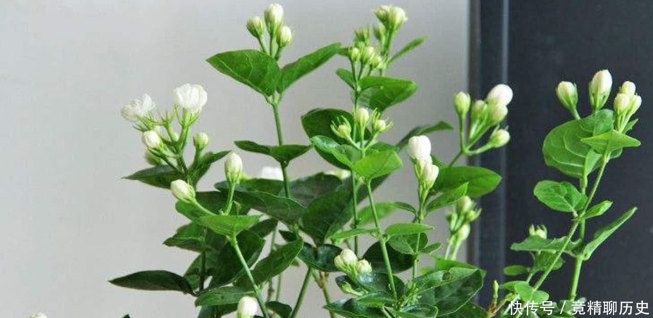 养护|想让“茉莉花”再次开花,按照“3点”进行,花朵多香味浓!