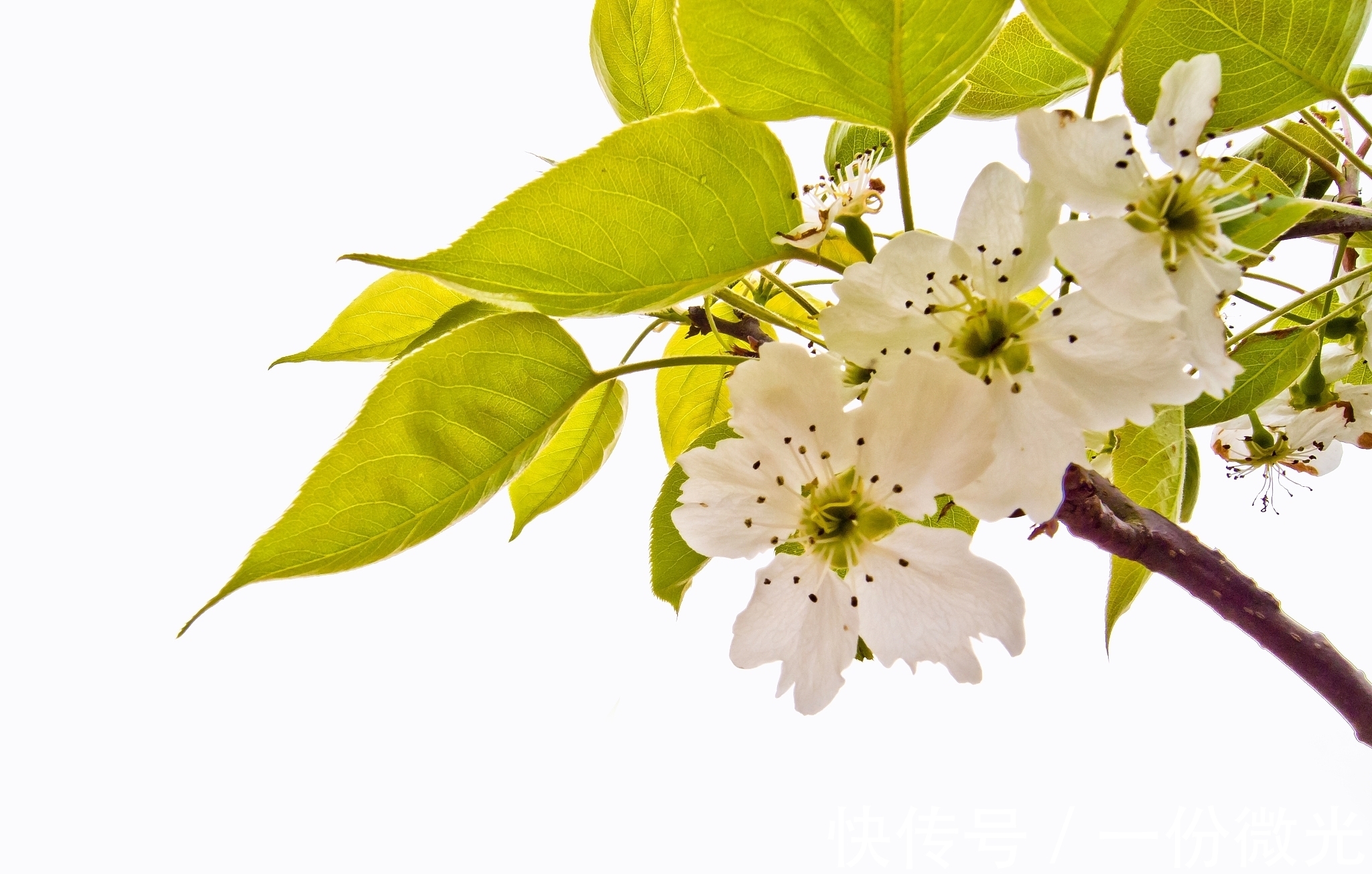 霜禽@在宋诗中,这五首诗称得上是精华,您认为呢