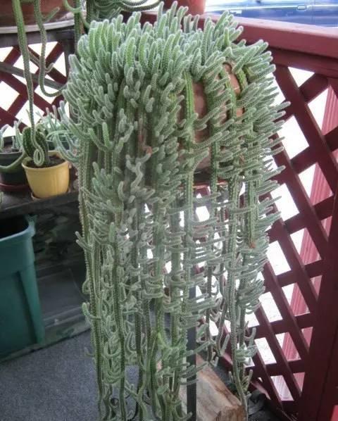 你家的是白檀仙人掌还是鼠尾掌,不要傻傻分不清