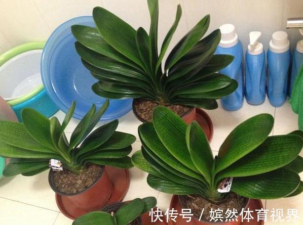 花卉|养君子兰,掌握4个小技巧,年年叶绿花艳、长爆盆