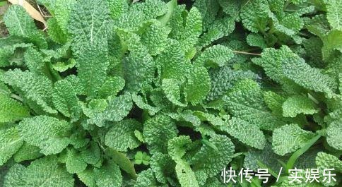 养肝护肝|女人不想肚子圆滚滚,4种野菜,刮油清脂,减肥瘦身,不妨多吃点