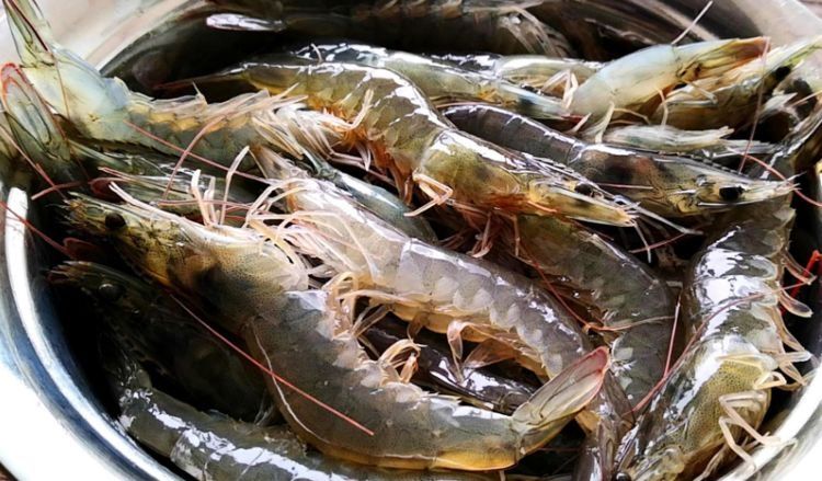 煮虾时用错水，难怪虾肉又老又腥！教你正确做法，虾肉嫩又香