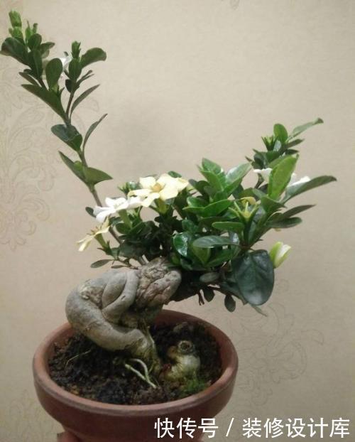 值钱|6种漂亮花,不仅外形美,还越养越值钱,富贵人家都爱养!