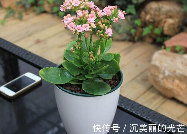 秋季养花草,用鸡蛋黄、蛋壳补充营养动手前需这样处理