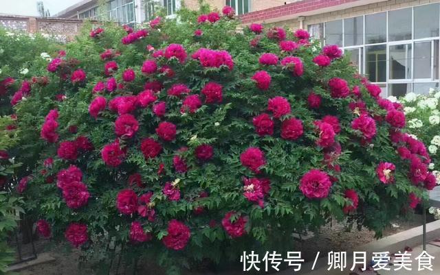牡丹花|家有五树,儿孙都富!有院子建议栽5种树,看花,收果,寓意吉利