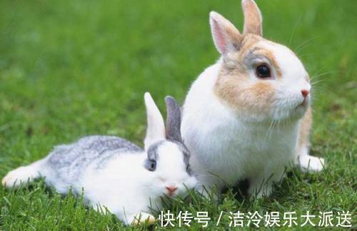 婚姻状况|生肖兔和谁在一起最幸福天生一对，爱似鸳鸯！