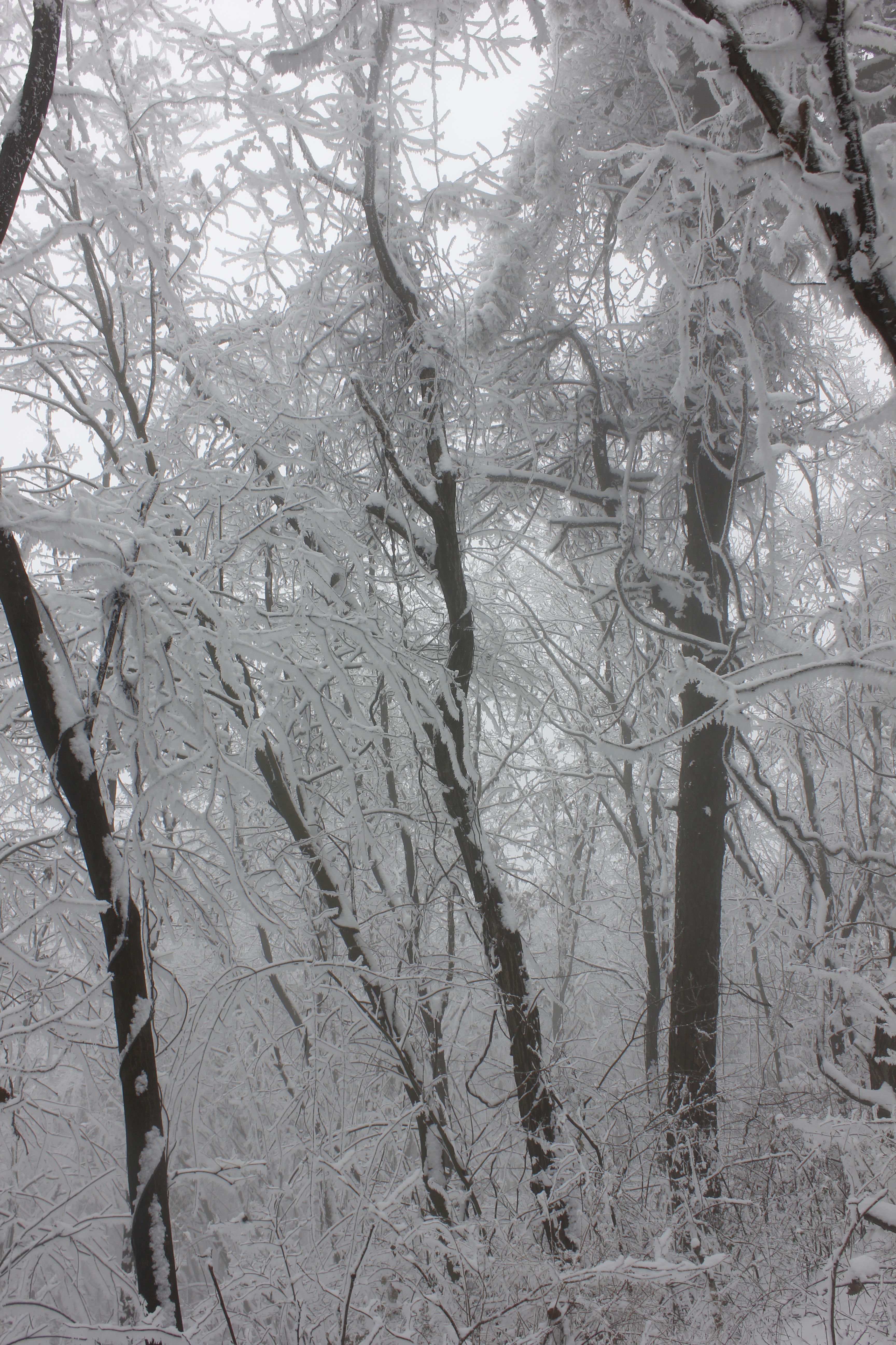 征集|【年末福利征集】雪后南五台幸遇云海