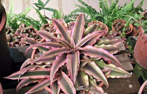 竹芋竹芋|天凉了，室内养上几种花，耐阴又好养，随便养养越长越美！