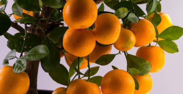 养这7种花,预算够就买好的,预算不够干脆别买