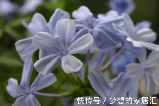 养护|最全蓝雪花养护指南,让蓝雪疯狂一夏