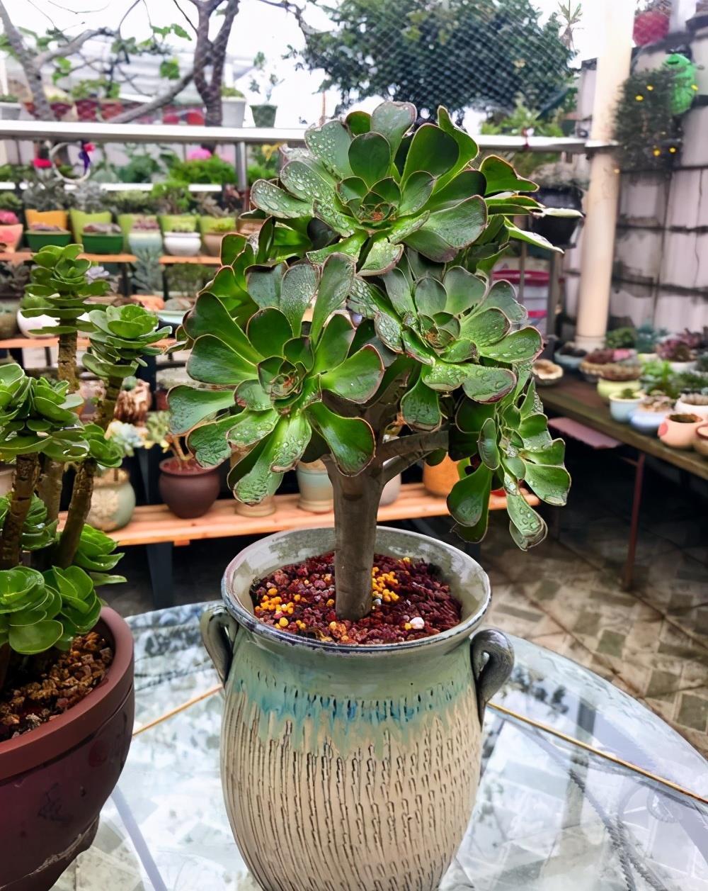 2招让多肉法师“大爆头”，变群生，变老桩，都有好办法