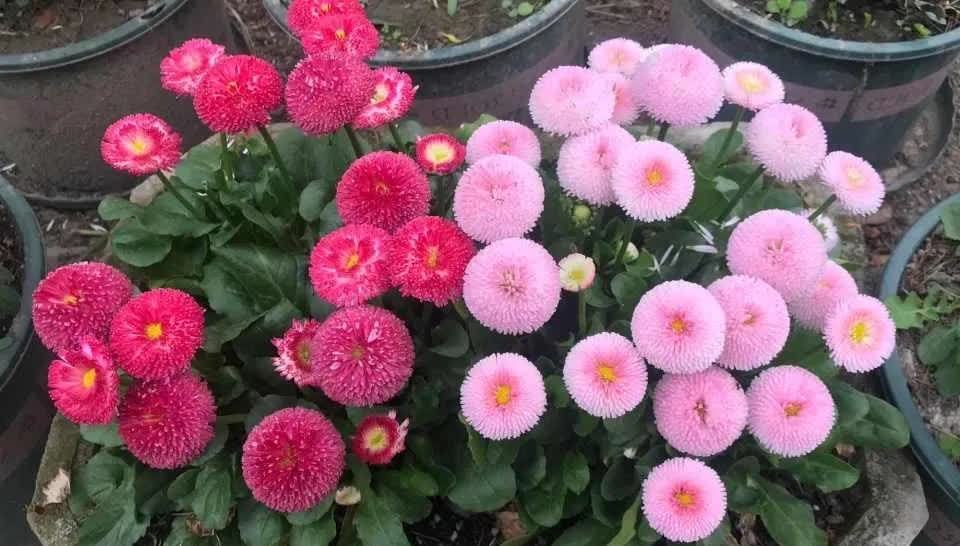 这3种花,开始春播了,7天破土,很快开成花海洋