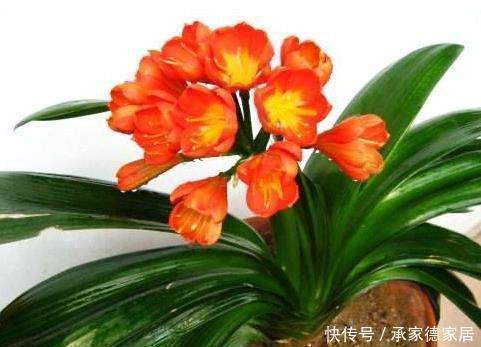 娇艳|这些废料是个宝,浇君子兰,叶绿花艳效果好
