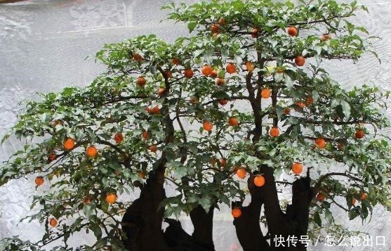 “值钱”的2种花,放家里养,越来越“富有”,第2种能卖上万!