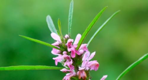 中药|提醒：别让养生变成催命符，这3种中药具有肾毒性，使用时需注意