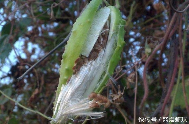 止咳化痰|农村随处可见的野菜，营养丰富，能清热解毒、止咳化痰、润肺利咽