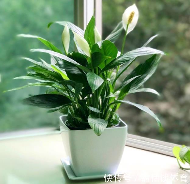 客厅摆上5种花,寓意美好越养越旺,皮实好养颜值高,适合新手