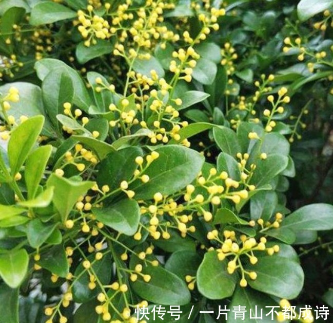 人养花,花也养人,“3种花”家养里,空气清新,还有助于睡眠!