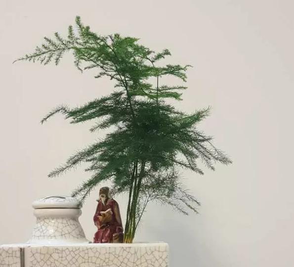 养花太''烧钱''用它们制作漂亮花盆栽种植物,乐趣多、实用