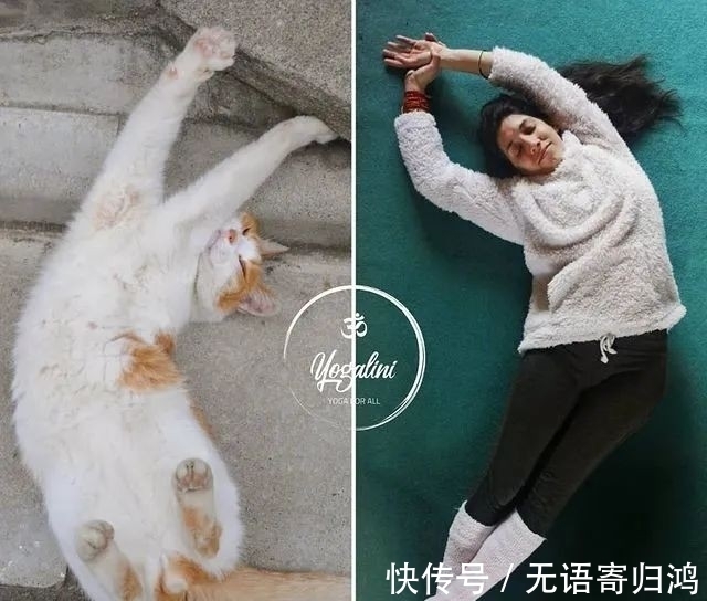 瑜伽|如果动物也“瑜伽”是什么样子?这只熊猫也太萌了