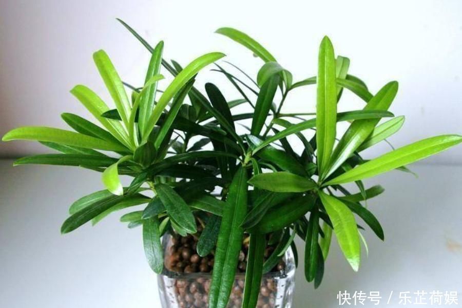 想要把小苗罗汉松,快速打造成“老桩盆景”,要做好这“几点”