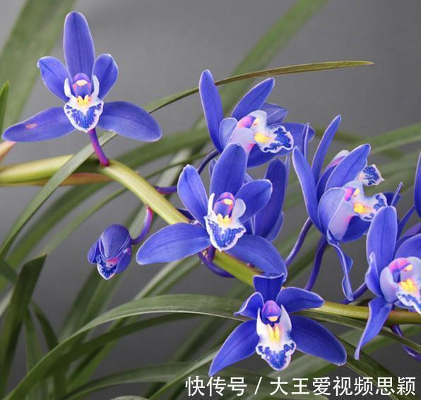 花友们|这种“蓝色”兰花,你见过吗建议大家阳台有空地,一定要养盆