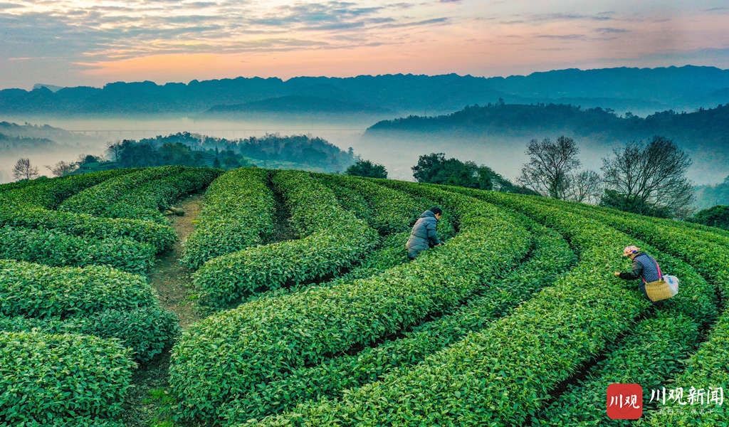 低薪|雅安名山：茶园日出如画似卷