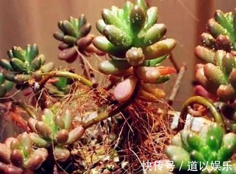 多肉虹之玉长气生根,该如何对症解决学着这么办好减少伤亡