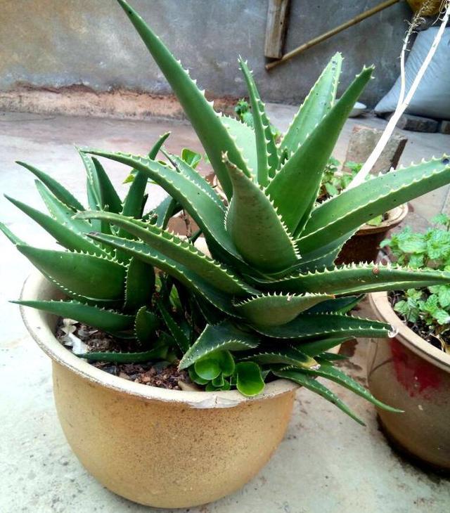 盆栽|夏季养芦荟,比起光照浇水,有“一点”更重要,侧芽多、长爆盆!