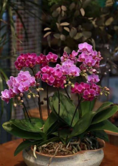 12月养兰花,3个动作操作不当,兰花花梗少,还容易消苞