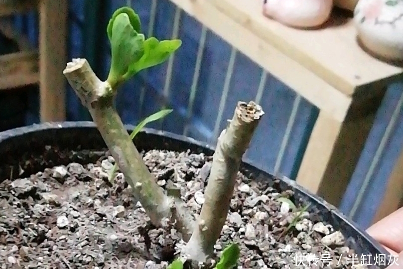 长寿花5月花期结束,休眠前准备3点,9月多分花芽,入冬花量翻倍