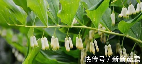 养生茶|它被当做待客的“上等珍品”,唐代皇帝为了得到它,曾御驾亲征