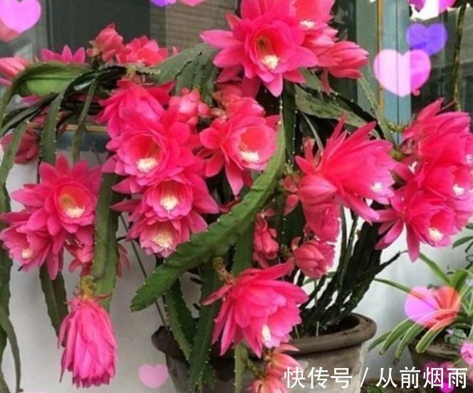 花中之王|5种“女王花”，美出新天地，开花漂亮花期长，谁养谁喜欢