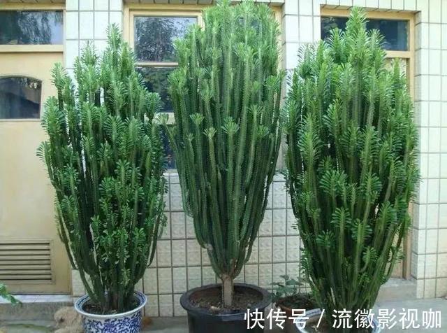 腐殖质|8种“丑花”，个个都有好兆头，家里养几盆，镇宅吉祥，越养越爱