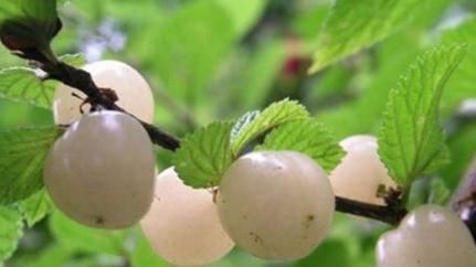 气血不|它被称作的“树上珍珠”,是补血之王,气血不足的人要多吃!