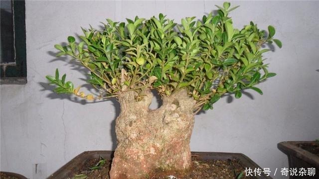 制作方法|黄杨盆景姿态优美是如何制作的?后期养护,盆景制作方法在这里