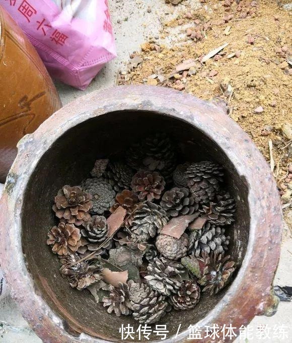 免费捡来的“松塔”,有3个“大作用”,养花肥效足,还能变盆景!