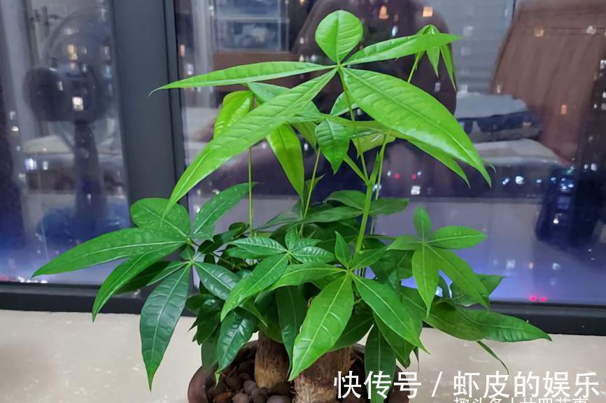 家里养花,不妨从“5福4财”中选,好养好寓意,好看又吉利